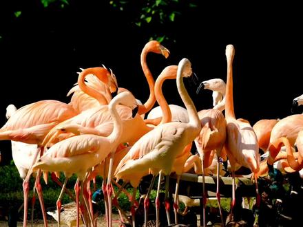 跟“bird”有关的英语表达 #frank的英语小屋 #日常英语 #英语翻译