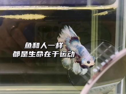 鱼和人都是生命在于运动~ #斗鱼 #养鱼日记 #萌宠 #奇妙的动物