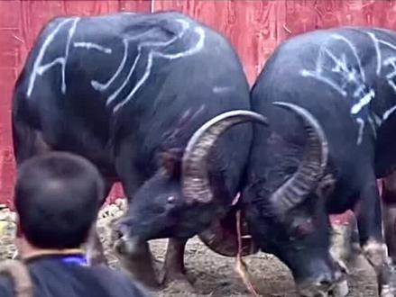 #斗牛视频 #斗牛爱好者 #黑霸王 黑霸王VS黑金刚 黑霸王16年雷山之旅 与黑金刚争当黑老大