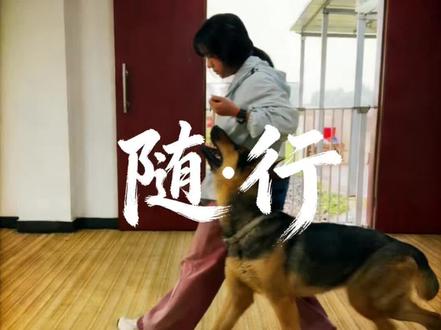 狗狗随行训练#训犬 #随行 #爆冲 #科学养宠攻略