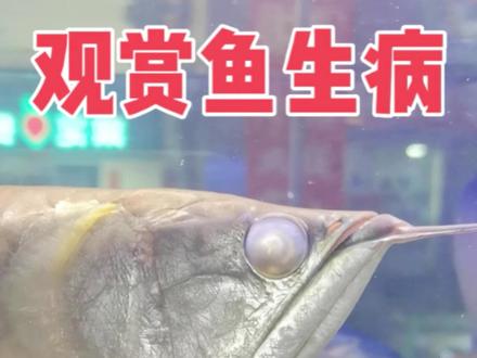 蒙眼症!记录治好全过程! 建议关注-收藏 定期分享
【主页有相关视频】
100种鱼类大全丨鹦鹉鱼干货丨我的养鱼日常丨养鱼必读丨水族小知识
我是安静,关注我!与你分享养鱼小知识!粉丝留言一定回答!
##观赏鱼 #水族 #养鱼日记 #银龙鱼打架 @极速版小助手 @抖音创作者中心 @安静聊养鱼