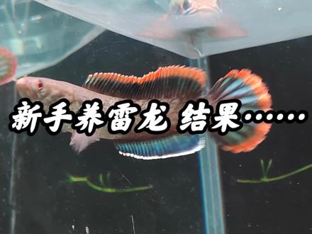第一次养雷龙,结果就跳缸了。你们不会和我一样吧?#雷龙鱼怎么养 #雷龙鱼 #养鱼日记