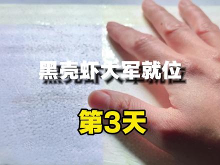 我的藻简直溃不成军!#黑壳虾除藻#黑壳虾繁殖 #无过滤不打氧生态鱼缸#新手养鱼