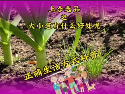 上合选品——“葱”小精灵每日都在餐桌上表演,你知道它有哪些好处吗🌸每天和我们打交道,还是认识一下比较好呢😜
#上合选品 #上合标准 #食药同源组方 #葱