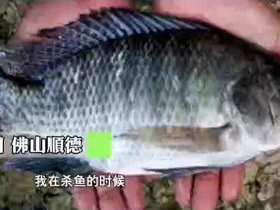 杀鱼不慎被扎伤别大意!男子下厨遭鱼刺扎,送进ICU险截肢