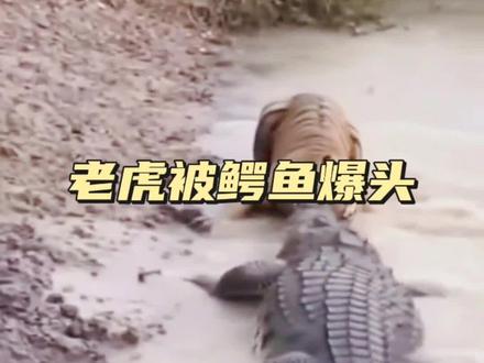 老虎被鳄鱼爆头#野生动物零距离 #神奇的动物在抖音