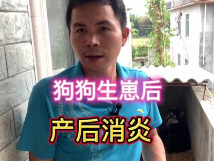 狗狗生崽后什么时候应该做产后消炎呢,缩宫素在什么情况下才会用#农村创业养殖 #土狗养殖 #肉狗养殖