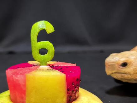 小帅龟过6岁生日,独自吃完大蛋糕,还许了个愿 #动物 #动物 #乌龟 #解压