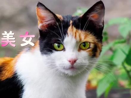 不相信三花猫是猫界大美女?证据来了! 不相信三花猫是猫界大美女?证据来了!#猫 #三花猫 #猫届美女