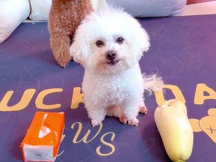 萝卜vs纸巾 #这狗成精了 #萌宠 #笑到肚子疼 #狗狗 #创作灵感