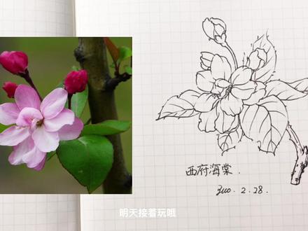 西府海棠简笔画教程
#想画就画 #一起学画画 #教你学画画 #花期已至美好如初 #想画就画 #踏春赏花 #画画打卡 #画画使我快乐 #画画其实很简单 #原创 #静待花开 #手绘线稿 #花草 #随手画 #乱涂乱画系列 #春已至花已开愿山河无恙人间皆安 #画个小画
