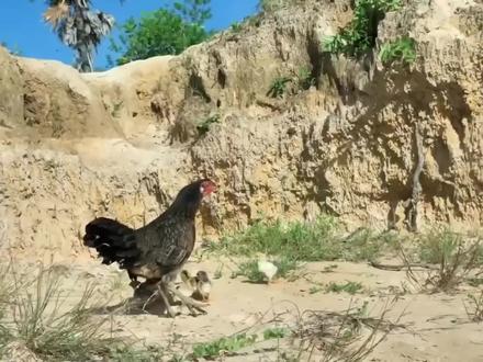 老鹰想吃小鸡,却差点被老母鸡反杀,最后结局你肯定想不到!#纪录片充电计划动物篇 #神奇的动物在抖音 #动物的迷惑行为 #老鹰捉小鸡 #鸡