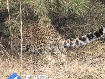 霍山自然保护区网友拍到“巡山”金钱豹
#山西霍州 #霍山自然保护区 #保护生态环境 #金钱豹