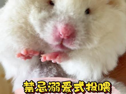 养鼠家长禁忌溺爱式投喂科学喂养#金丝熊#仓鼠