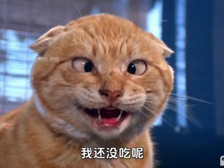 小主人,要是被你姐发现,我俩会吃不了兜着走的 ! #由小云雀seedance2.0制作 #小云雀AI #小云雀爆款马上成片 #小云雀seedance #萌宠