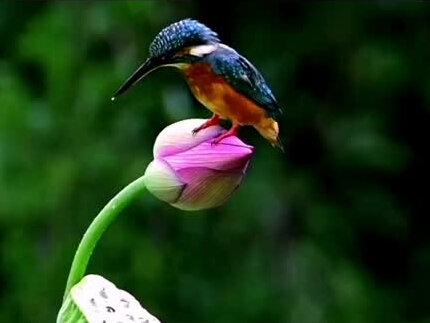 #三上 搭船的鸟写的是“我”和母亲在乘船去外祖父家的途中,看到一只站在船头的翠鸟,通过翠鸟的外形和捕鱼过程的描写,表达了“我”对翠鸟的喜爱之情,同时展示了一幅人与动物和谐相处的动人画面。