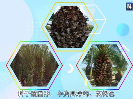 #科普#加拿利海枣 :棕榈科刺葵属植物