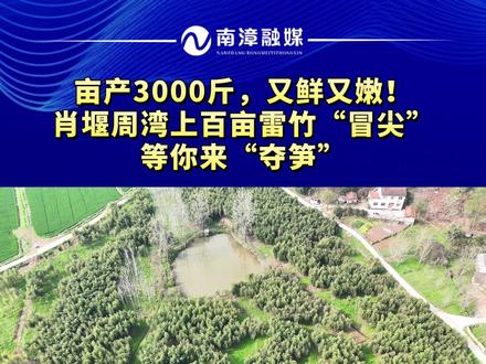 亩产3000斤,又鲜又嫩!肖堰周湾上百亩雷竹“冒尖”等你来“夺笋”。(记者:朱正涛 黄俊 编辑:刘威)