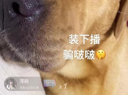 格子裤的心眼子@张啵啵 #张啵啵直播 #张啵啵#萌狗