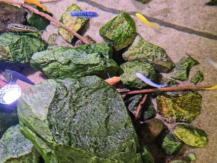 鱼缸水渍清洁工具,鱼缸绿藻清理工具,#养鱼平替 #鱼缸清洁 #鱼缸里的大自然