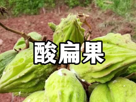 酸编果是毛车藤的果实,是云南南部非常受欢迎的野果,初食酸涩越吃越上头。#植物科普 #一日一植物 #酸扁果