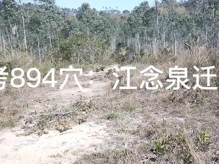 考894穴:江念泉迁猪肝吊胆