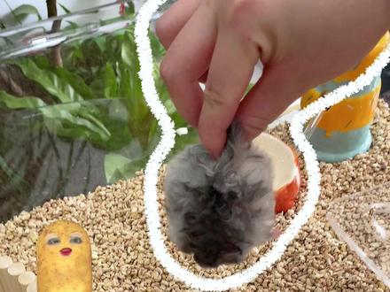 自己铺垫料的勤劳鼠鼠~#仓鼠🐹 #养鼠日常分享 #金丝熊