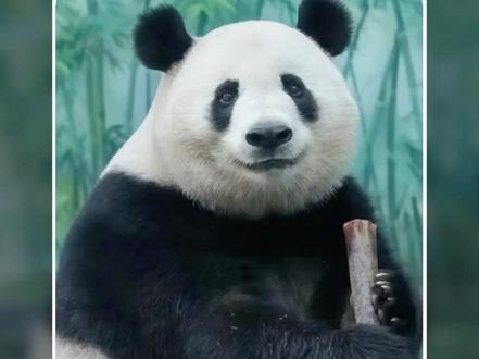 可爱的小姑娘香果#大熊猫香果 #大熊猫香果春生 #大熊猫香冰 #大熊猫功仔 #大熊猫香果离世