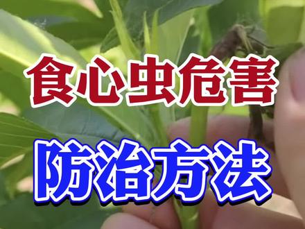 钻心虫防治方法#病虫害防治 #桃树管理 #钻心虫