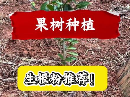 生根粉推荐! 生根粉推荐!#果树种植 #果树管理 #果树高产 #三农