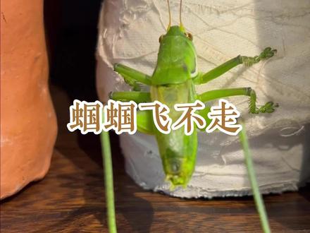 听到这蝈蝈叫声,邻居都羡慕!包邮退货无忧 #创作者扶持计划 #蝈蝈 #鸣虫文化 #神奇动物在抖音 #创作者中心 别怕蝈蝈会飞走,蝈蝈翅膀退化,不会飞也不能飞