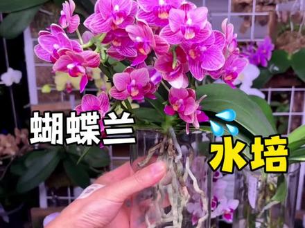 超简单的蝴蝶兰养护方法 水培蝴蝶兰养护简单,不需要植料基质还省去栽种过程#蝴蝶兰#蝴蝶兰养护#水培#水培蝴蝶兰#蝴蝶兰水培