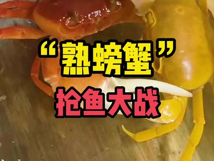 这么不想吃的熟螃蟹我还是头一次见#勾手蟹 #水族 #萌宠