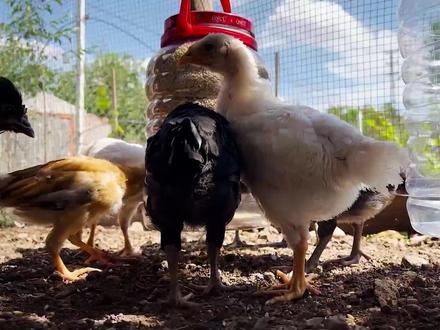 用塑料瓶制作多功能喂食器,小鸡自动吃食喝水,既节省粮食又省时省力#农村生活 #创意 #养鸡 #农村手艺人 #废物利用 #三农 #动手能力 #干活我是认真的