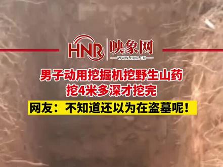 1月1日,海南澄迈。#男子动用挖掘机挖野生山药,挖4米多深,网友:不知道还以为在盗墓呢!#盗墓#山药