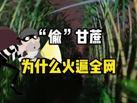 为什么“偷”甘蔗可以火遍全网?