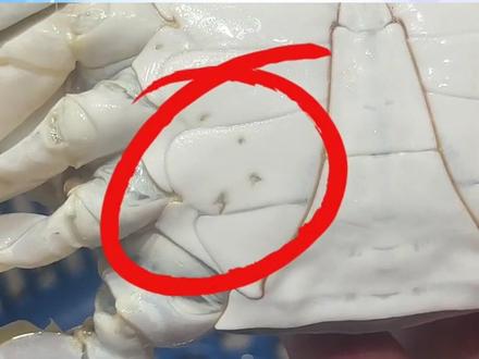 “针眼螃蟹”被注射了兴奋剂?#食品安全 #螃蟹 #吃货日常