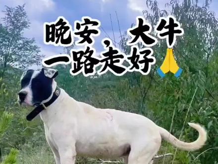 2025 年 12 月 29 日,很遗憾大牛也离开了我们😭#户外 #狗狗 #合法护农队 #实战猎犬#佩奇突击队@佩奇突击队-坦克 @佩奇突击队-牛牛 @铁碎嘴呢👸