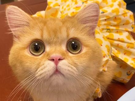 我真的看不懂我家猫了😭这是怎么回事啊😢#萌宠出道计划 #英国短毛猫 #猫 #抖音动物图鉴 #英国短毛猫 @抖音自然