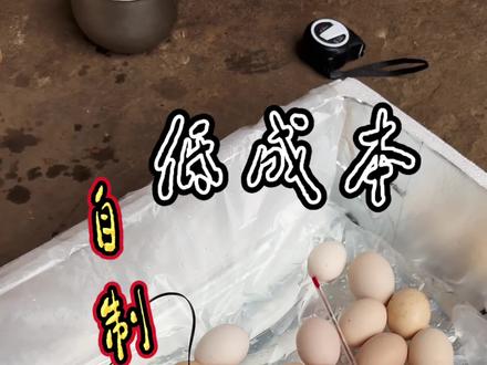 分享20多元制作水床孵化箱全过程,孵化小鸡#话题热点榜 #人工孵化 #技术分享 #散养土鸡蛋 #鸡苗孵化