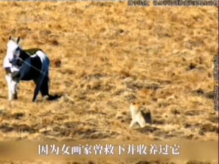 人类纪实《重返狼群》