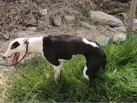 狗炸肺很难存活,夏天一定要注意#养狗日常 #养狗经验分享 #养狗小知识 #新手养狗 #养狗