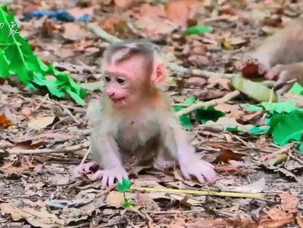 出生第六天的珍妮弗主动学走路……