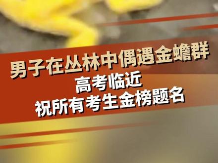男子在丛林中偶遇金蟾群,通体金黄,水中蹦跶奋力“上岸”,高考临近,祝所有考生金榜题名 #高考 #金榜题名