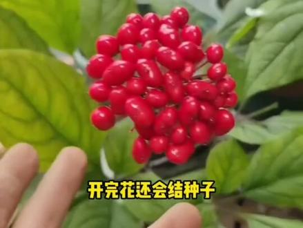 家里有空地的都可以种这个#人参#种子#家庭种植