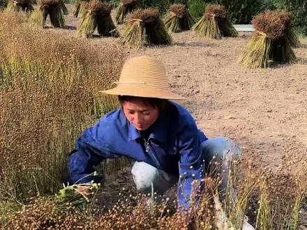 家乡的胡麻迎来了丰收。胡麻学名亚麻籽。家喻户晓的胡麻油是一种古老的食用油。西北美食的灵魂伴侣#记录真实生活 #农村生活 #胡麻 #亚麻籽 #我的乡村生活