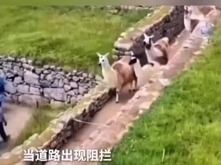 生活的智慧,没有标准答案,慢一点没关系