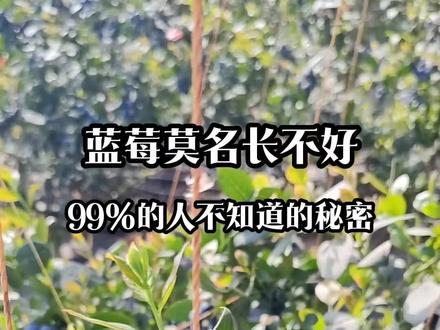 蓝莓莫名其妙的长不好,99%的人不知道的秘密#蓝莓 #蓝莓苗 #种植小技巧 #好东西晒点大会 #313晒一晒