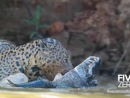 豹子活厮大鳄鱼,“水中霸主”鳄鱼成弱鸡?