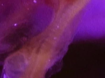 子宫里真实生活第05集,宝宝心脏的发育过程!#怀孕 #胎儿发育 @抖音小助手 #创作灵感